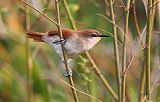 Yellow-chinned Spinetail